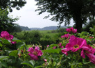 Blick in die Natur
